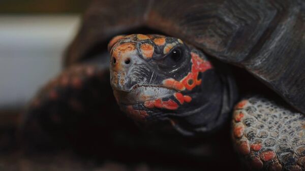 Угольная черепаха Микеланджело - Sputnik Беларусь