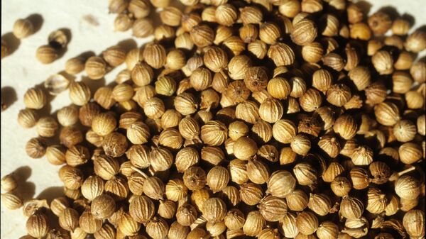 Семена кориандра - Sputnik Беларусь