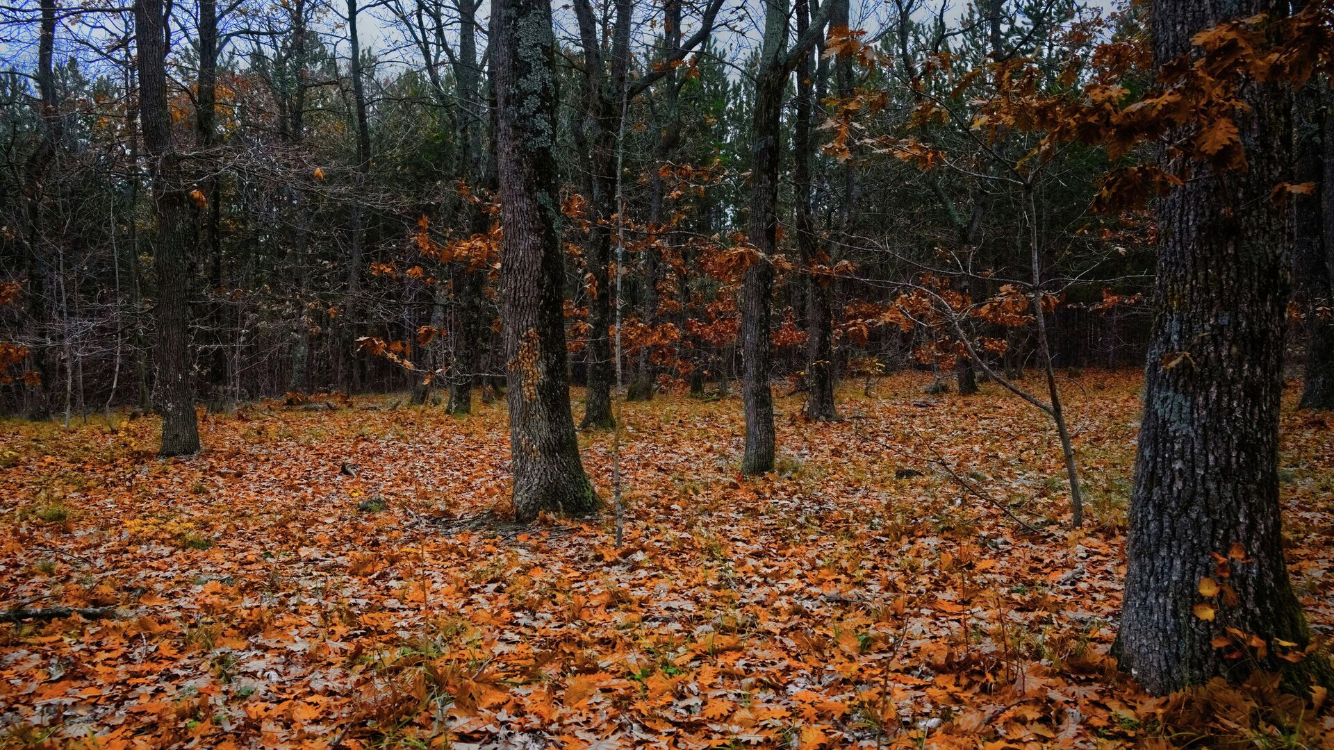 Новых зацепок пока нет: поиски пропавшего подростка под Березино продолжаются
