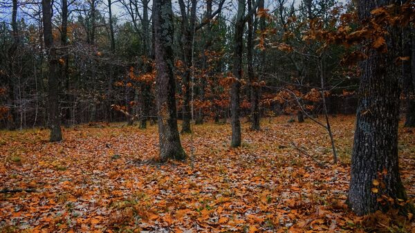 Осенний лес - Sputnik Беларусь