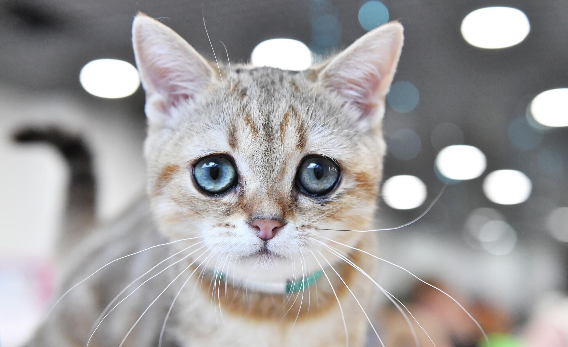 Кошка британской породы, архивное фото - Sputnik Беларусь, 1920, 17.03.2026