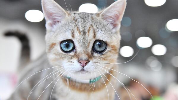 Кошка британской породы, архивное фото - Sputnik Беларусь