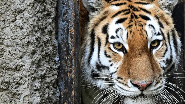 Амурский тигр - Sputnik Беларусь