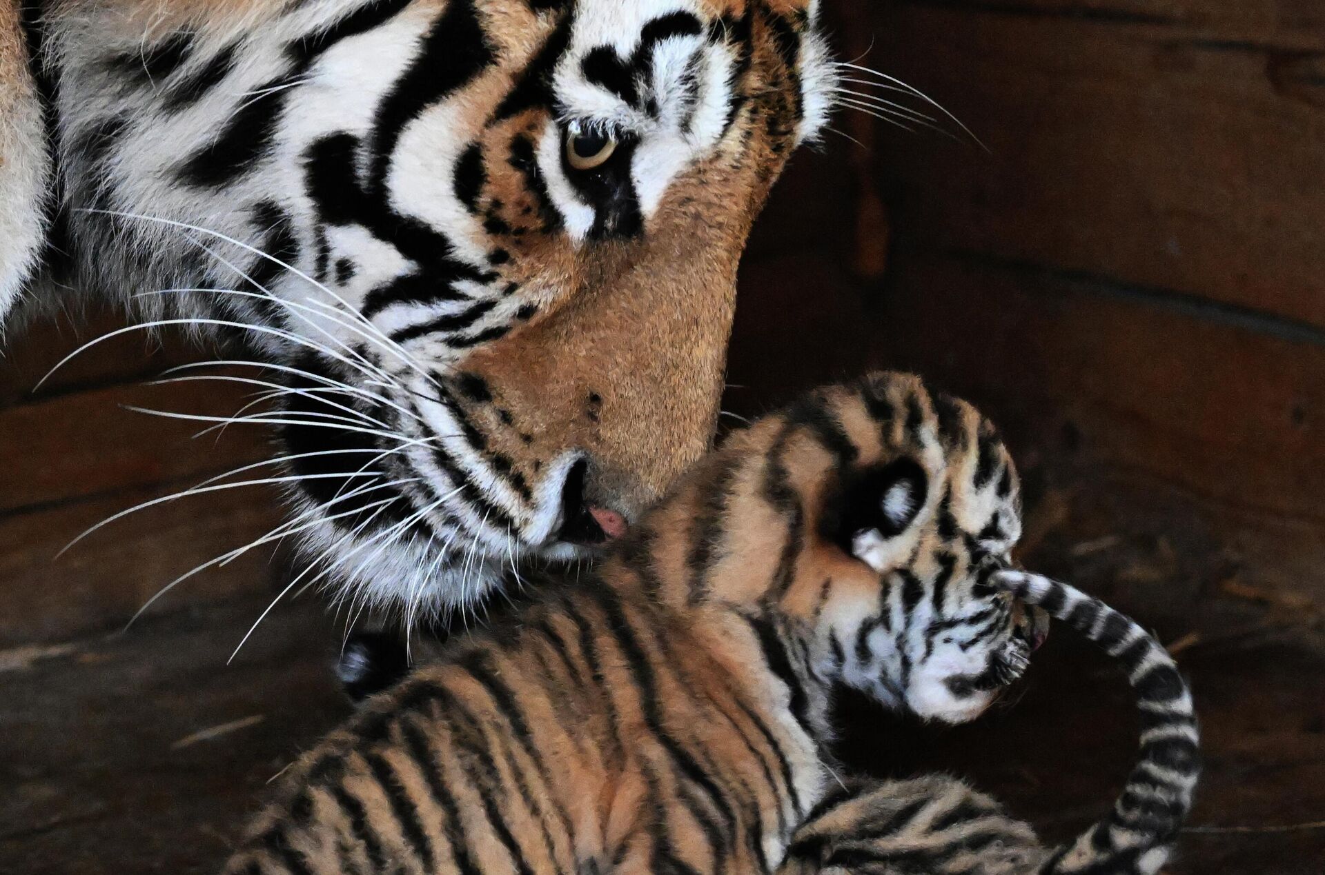 Амурский тигр и его детеныш - Sputnik Беларусь, 1920, 13.11.2025