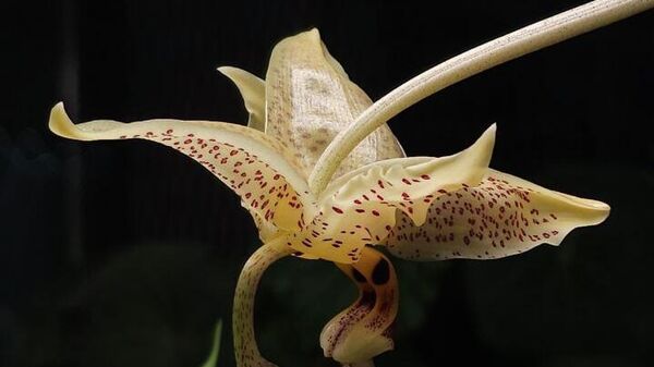 Орхидея - Sputnik Беларусь