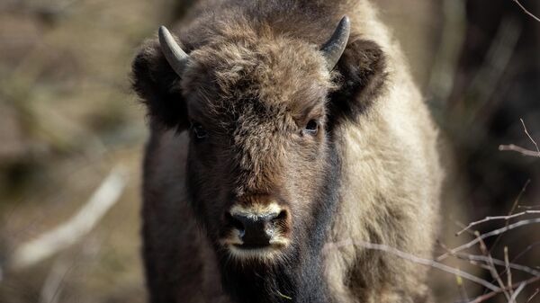 Зубр - Sputnik Беларусь