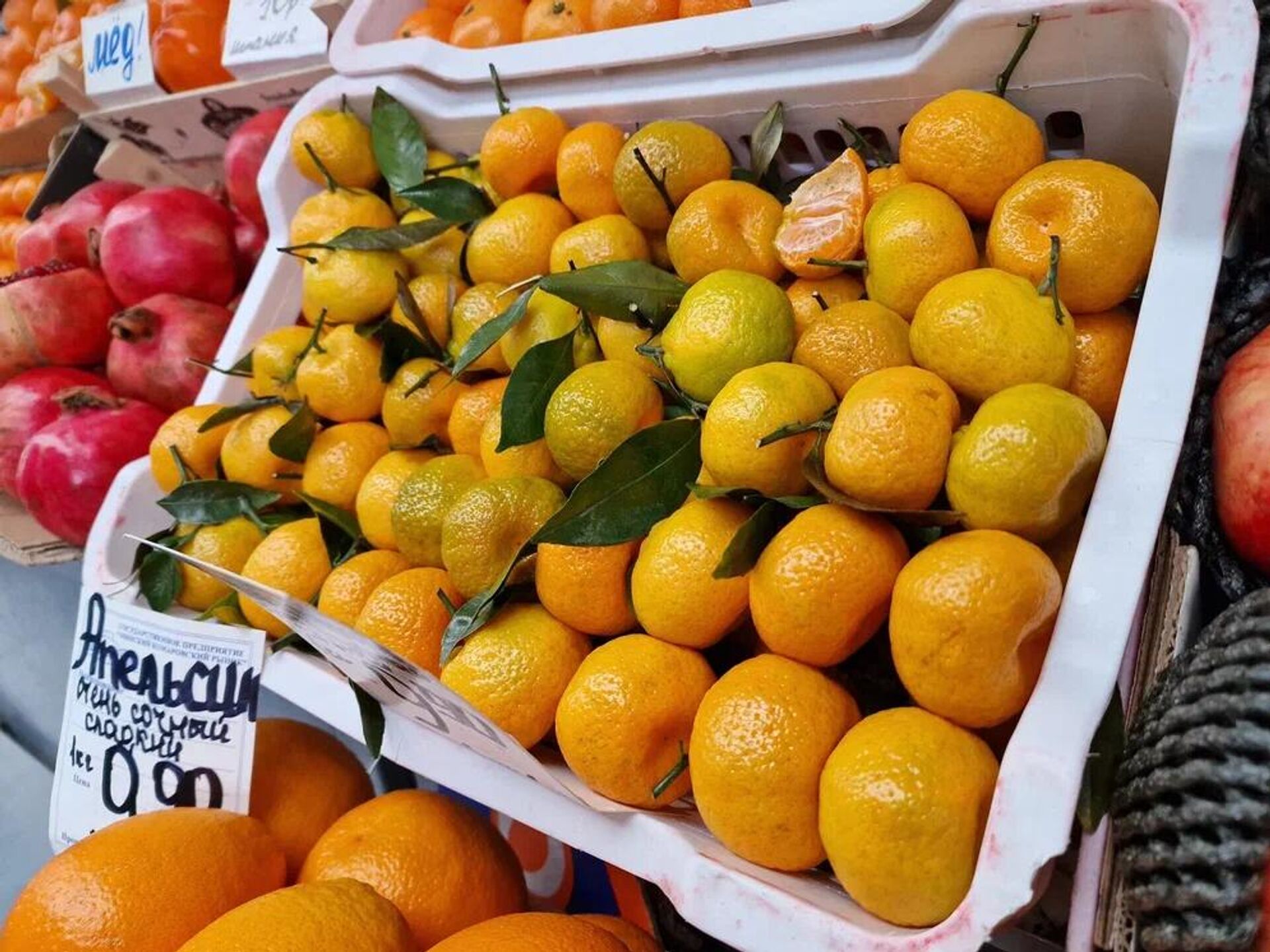 Цитрусовые на Комаровке Цитрусовые на Комаровке - Sputnik Беларусь, 1920, 20.11.2025