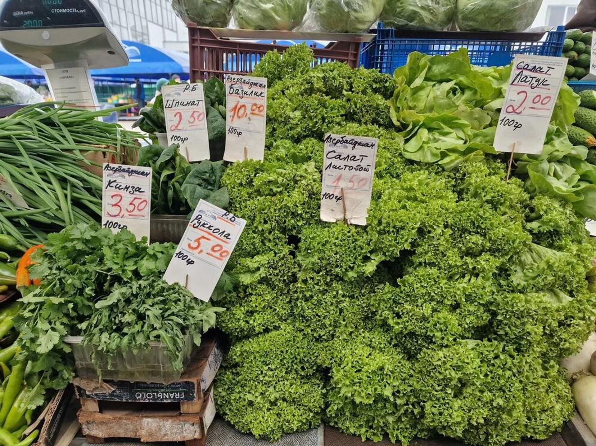 Зелень Зелень - Sputnik Беларусь, 1920, 20.11.2025