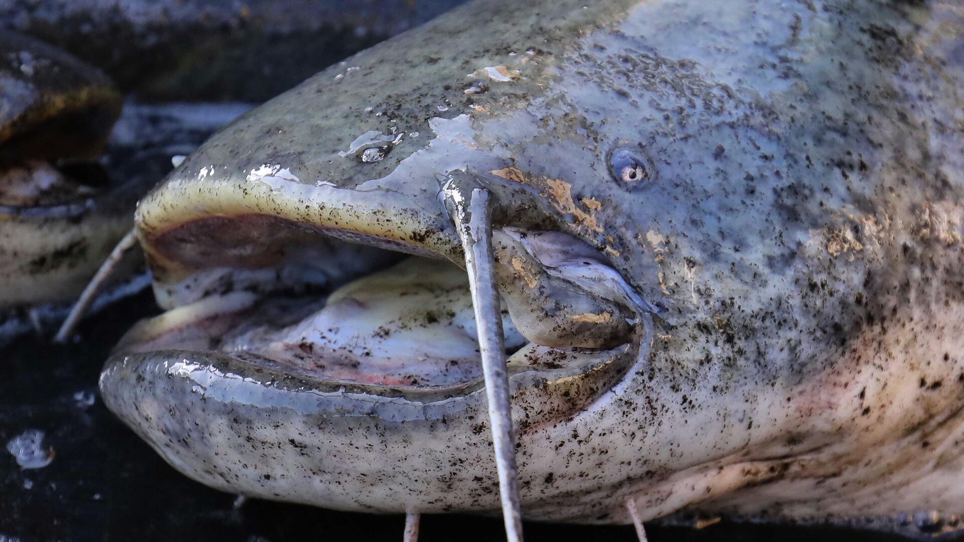 Почти 100 кило: гигантский сом попался рыбакам в Припятском нацпарке