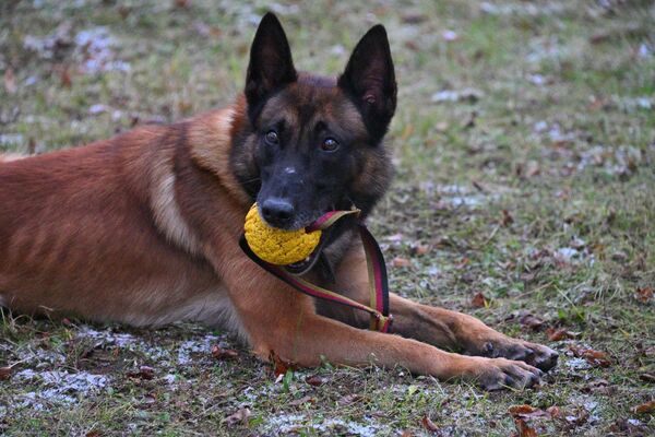 В Полоцком погранотряде новобранцы приняли военную присягу  - Sputnik Беларусь