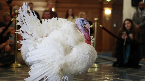 Индейка, доставленная в Белый дом ко Дню Благодарения - Sputnik Беларусь