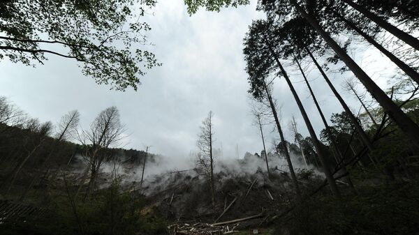 Японский лес - Sputnik Беларусь