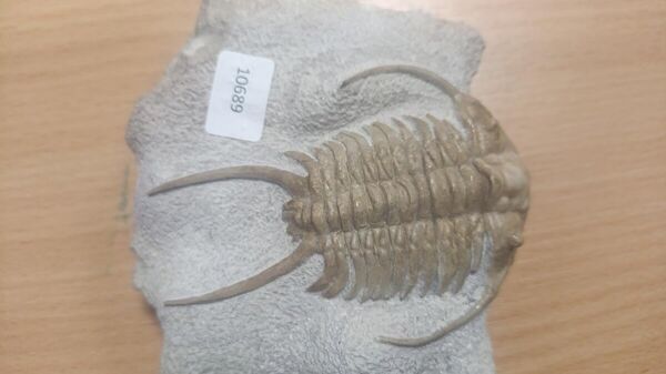 Найденная у белоруса окаменелость - Sputnik Беларусь