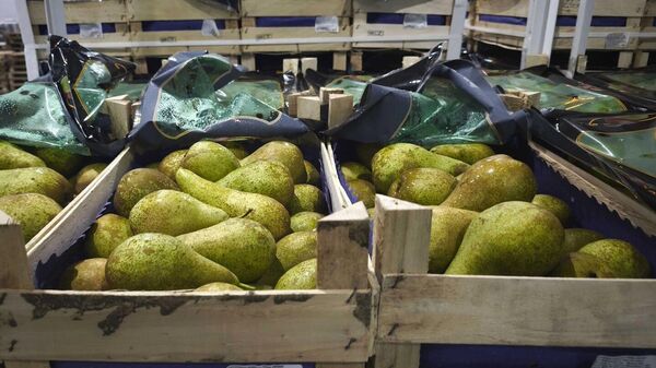 Груши, которые перевозились в грузовиках - Sputnik Беларусь