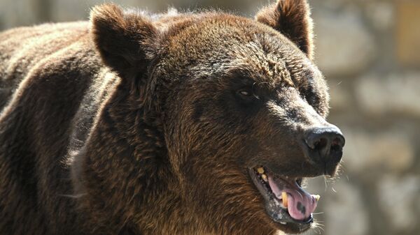 Бурый медведь, архивное фото - Sputnik Беларусь