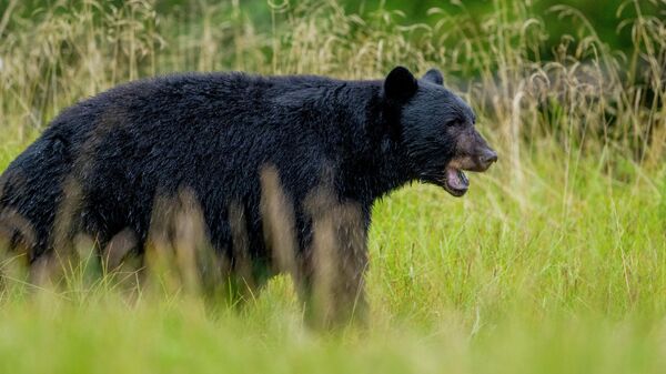 Черный медведь, архивное фото - Sputnik Беларусь