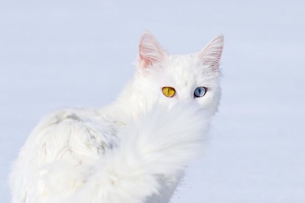 Ванский кот в Центре исследования и реабилитации кошек в Турции