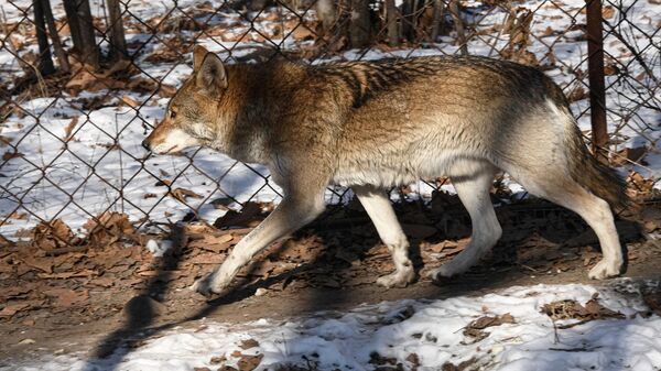 Серый волк, архивное фото - Sputnik Беларусь