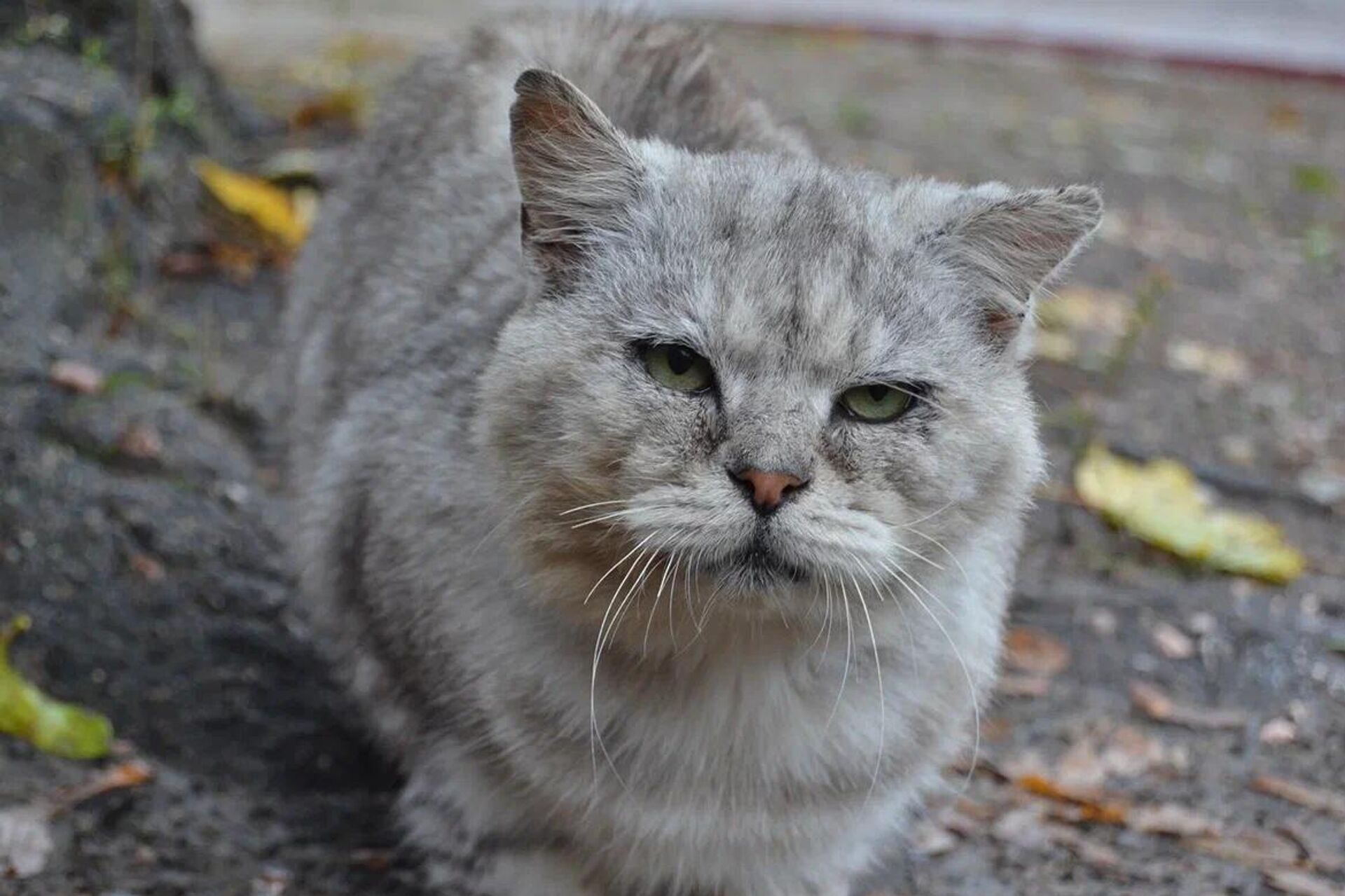 Кот у дворца Горваттов - Sputnik Беларусь, 1920, 13.12.2025