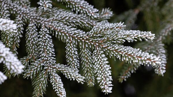 Еловая ветка - Sputnik Беларусь