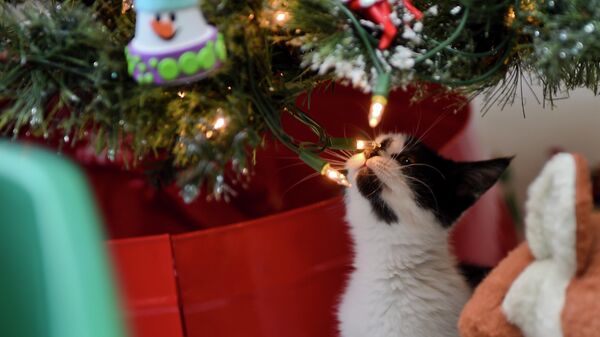 Новогодний декор и питомцы - Sputnik Беларусь