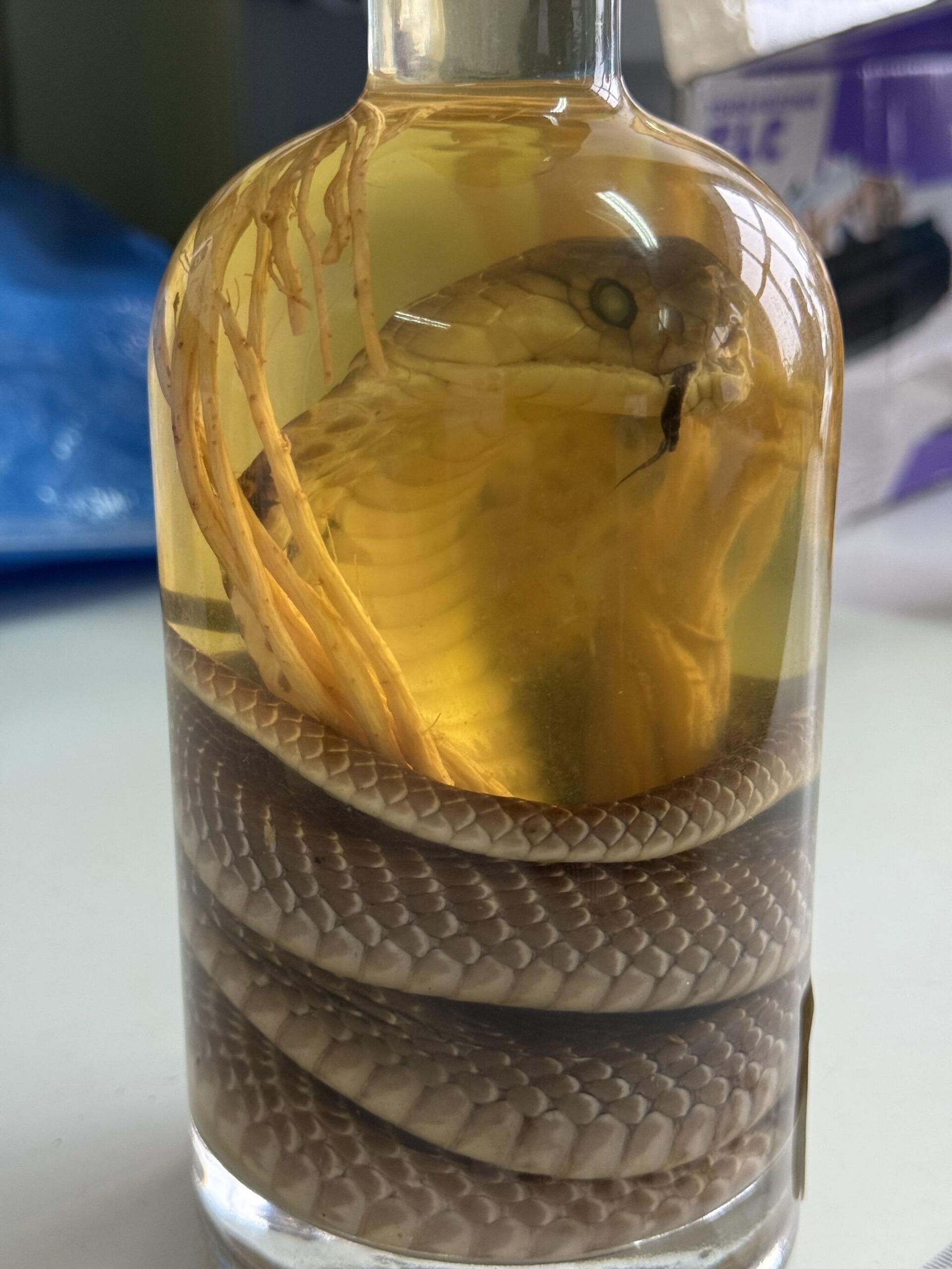 Змеиное вино - Sputnik Беларусь, 1920, 10.12.2025