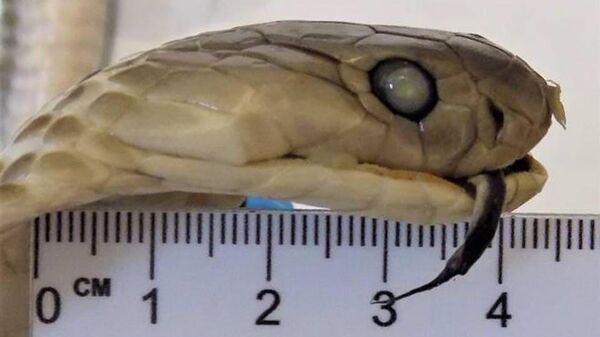 Моноклевая змея - Sputnik Беларусь