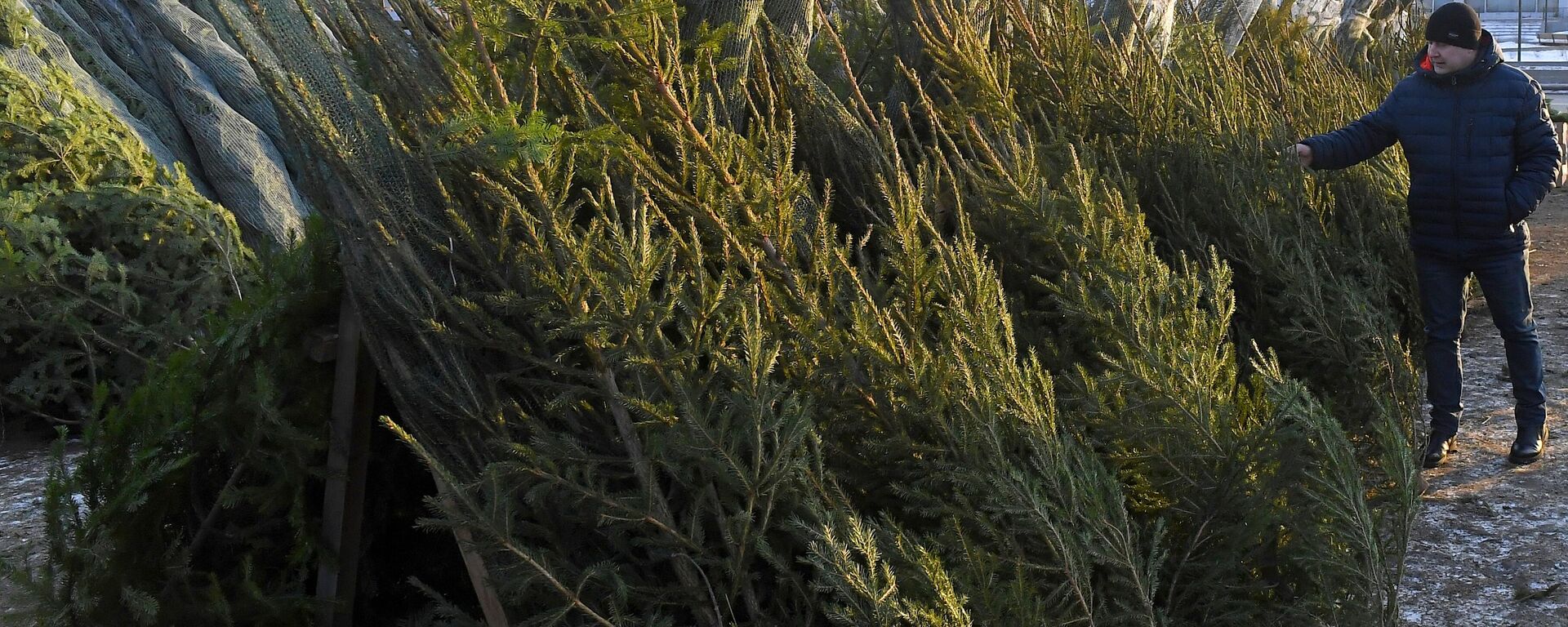 Дзе купіць ёлку на Новы год: новыя трэнды і перавагі беларусаў - Sputnik Беларусь, 1920, 12.12.2025