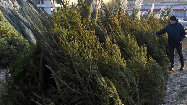 Дзе купіць ёлку на Новы год: новыя трэнды і перавагі беларусаў - Sputnik Беларусь