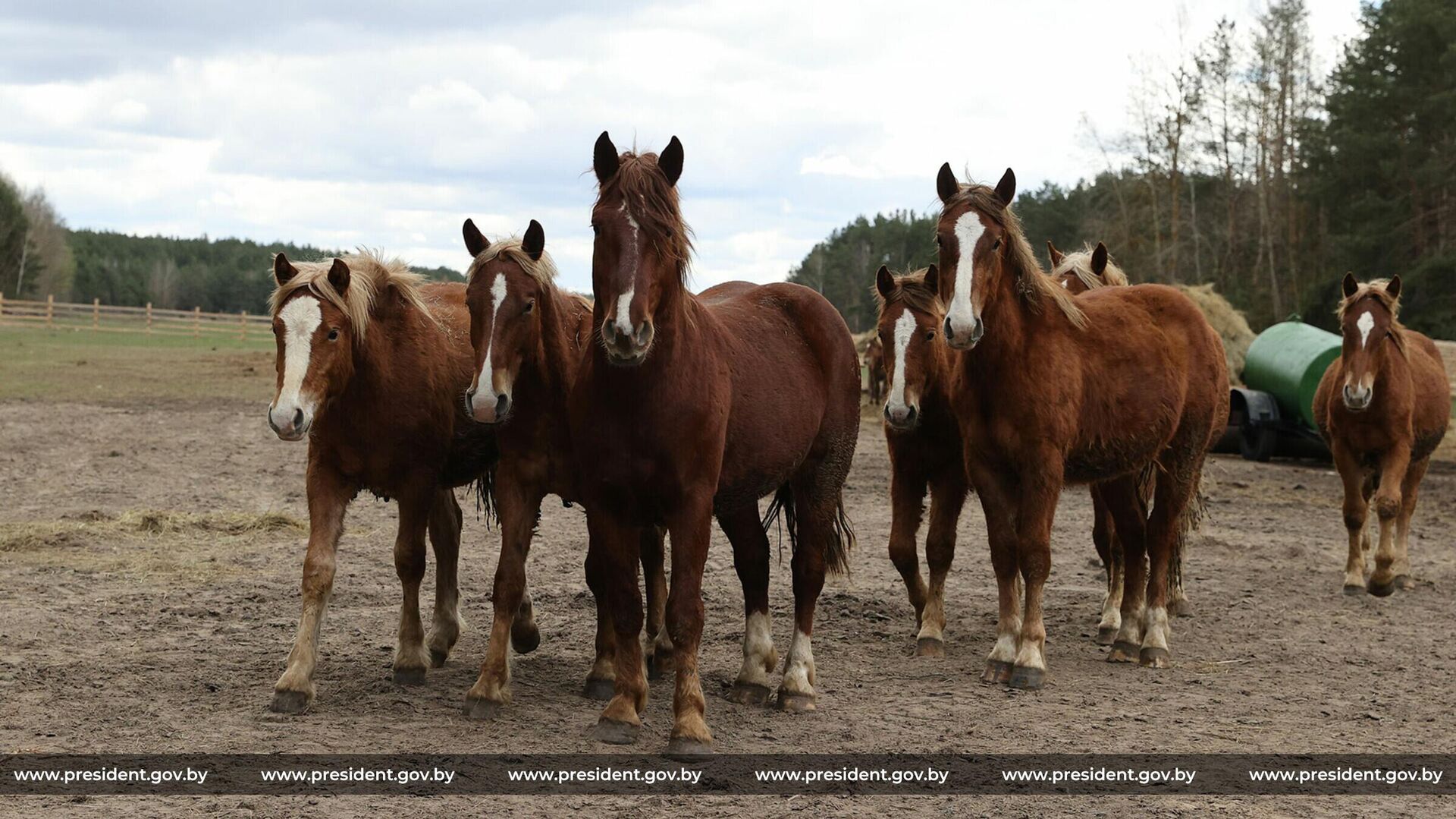 Лошади породы русский тяжеловоз на конеферме Полесского государственного радиационно-экологического заповедника. - Sputnik Беларусь, 1920, 14.12.2025