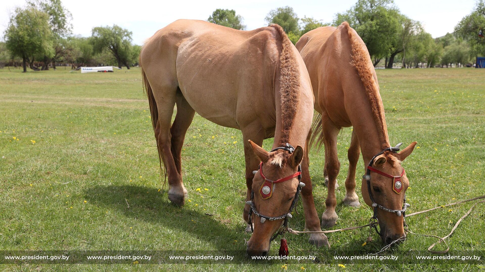 Президент Монголии Унаагийн Хурэлсух подарил белорусскому коллеге Александру Лукашенко пару монгольских скакунов. - Sputnik Беларусь, 1920, 14.12.2025