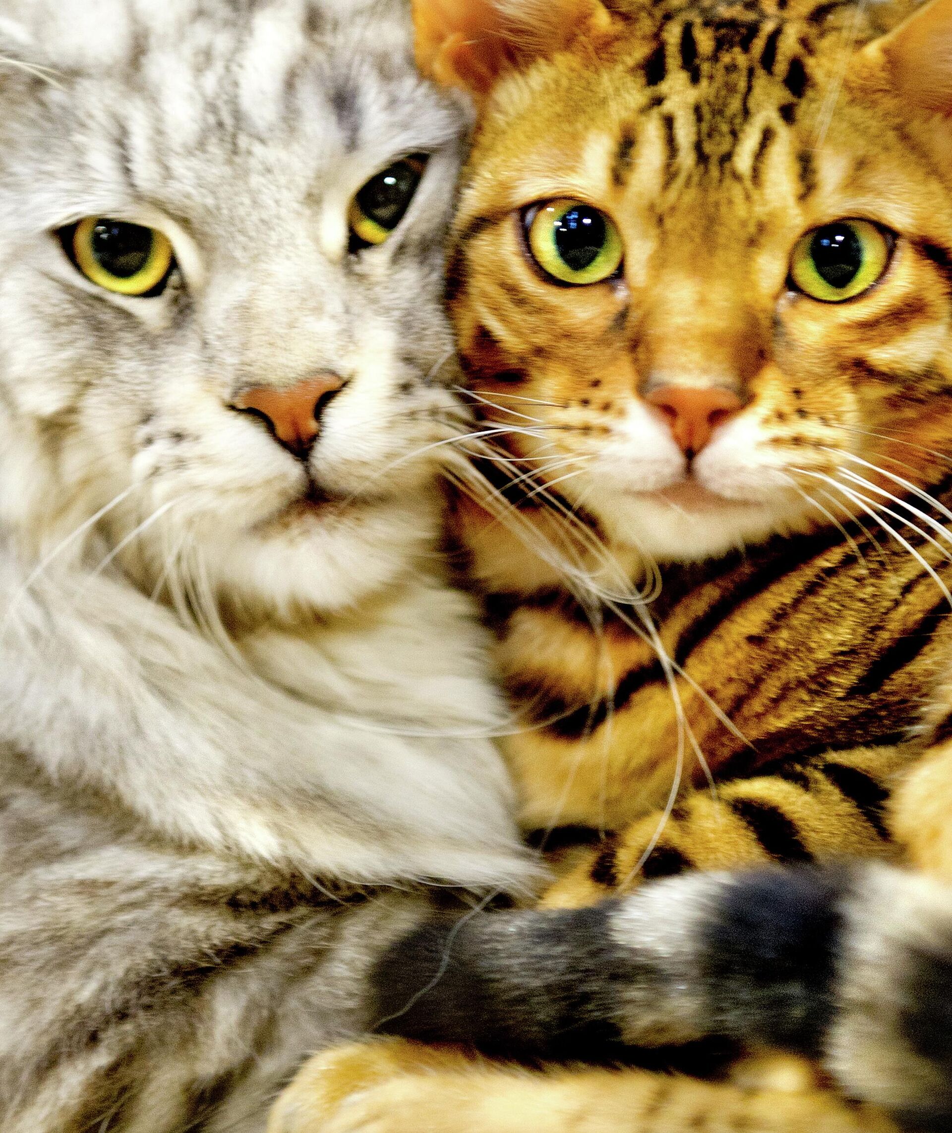 Наследники египетского трона Наследники египетского трона - Sputnik Беларусь, 1920, 14.12.2025