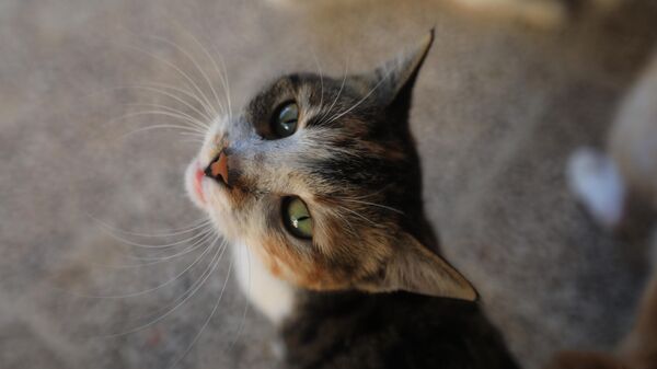 Кошки считаются одними из самых совершенных животных на Земле - Sputnik Беларусь