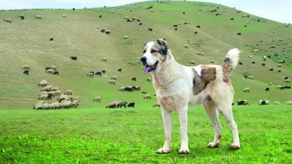 Алабай - Sputnik Беларусь
