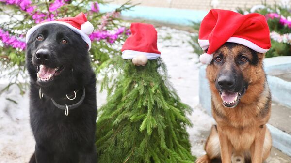 Служебные собаки из питомника Минского областного управления Департамента охраны МВД - Sputnik Беларусь