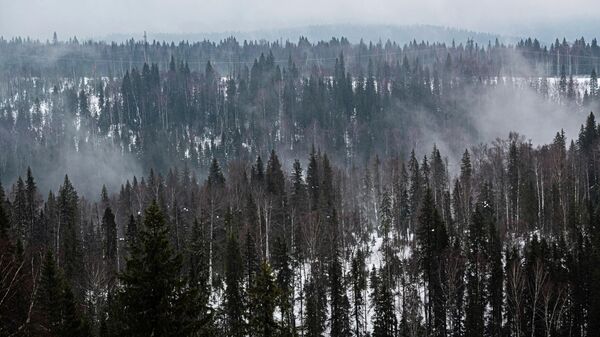 Леса Пермского края - Sputnik Беларусь