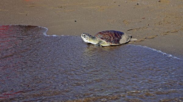 Черепаха ползет в море на побережье Турции - Sputnik Беларусь