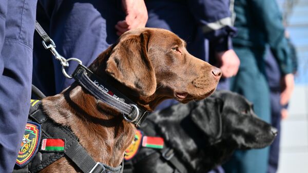 Служебные собаки МЧС Служебные собаки МЧС - Sputnik Беларусь