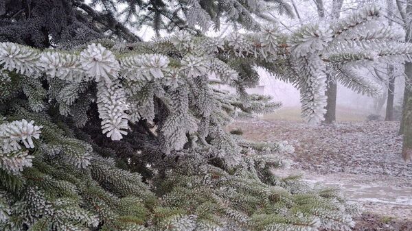 Елка - Sputnik Беларусь