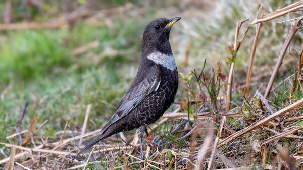 Белозобый дрозд  - Sputnik Беларусь