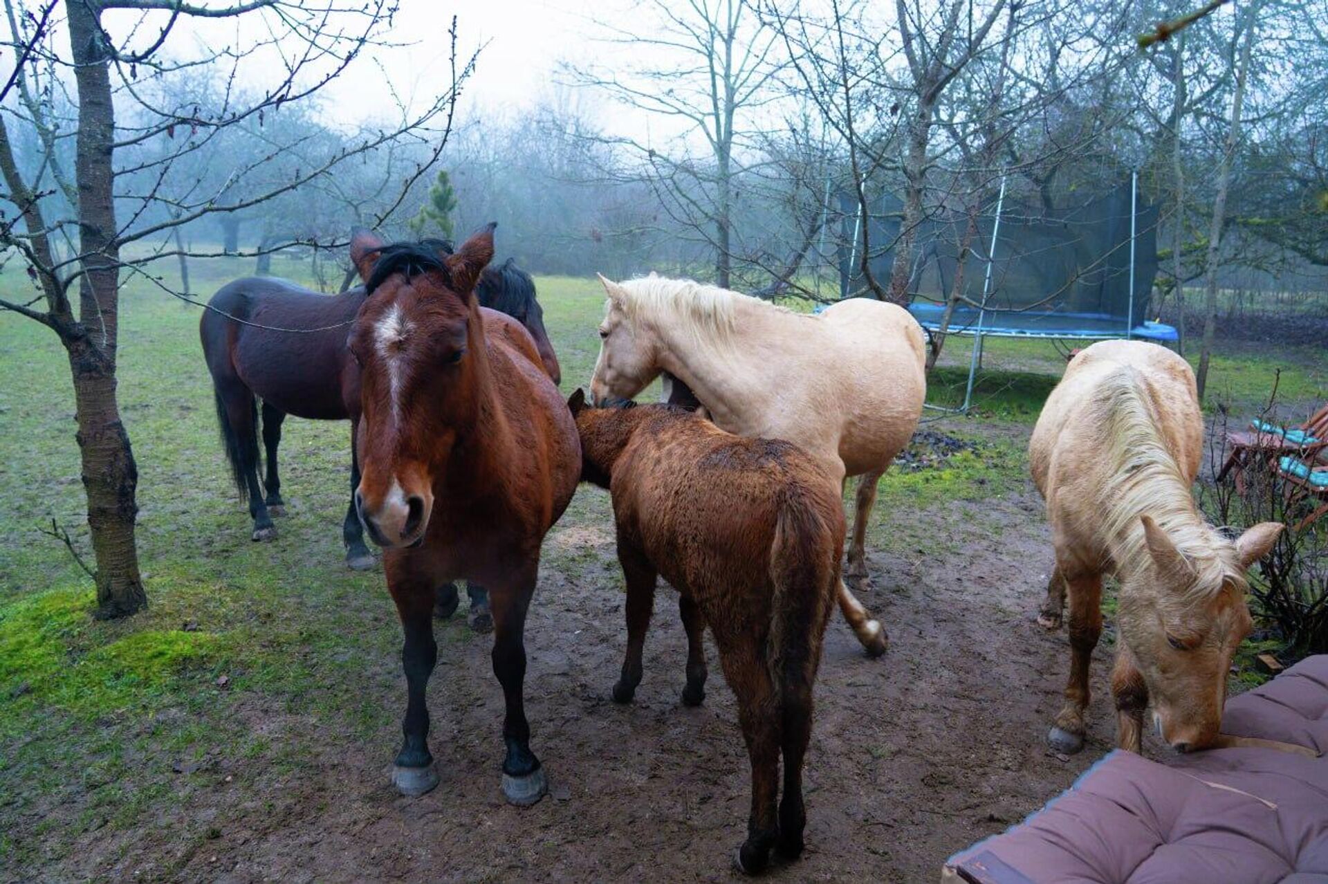 Частный питомник полесских аборигенных лошадей