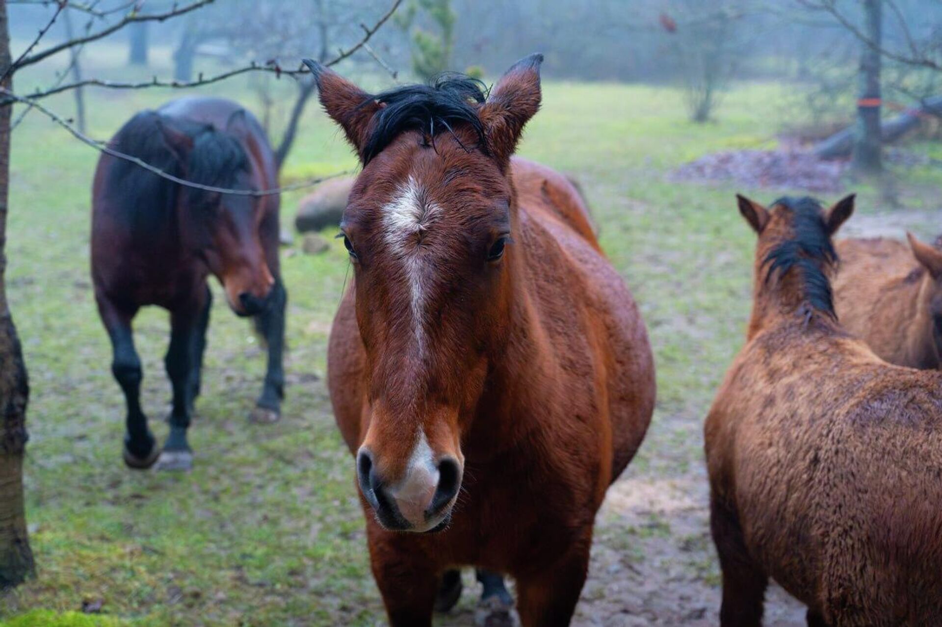 Частный питомник полесских аборигенных лошадей