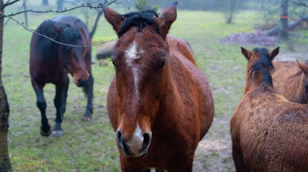 Частный питомник полесских аборигенных лошадей - Sputnik Беларусь