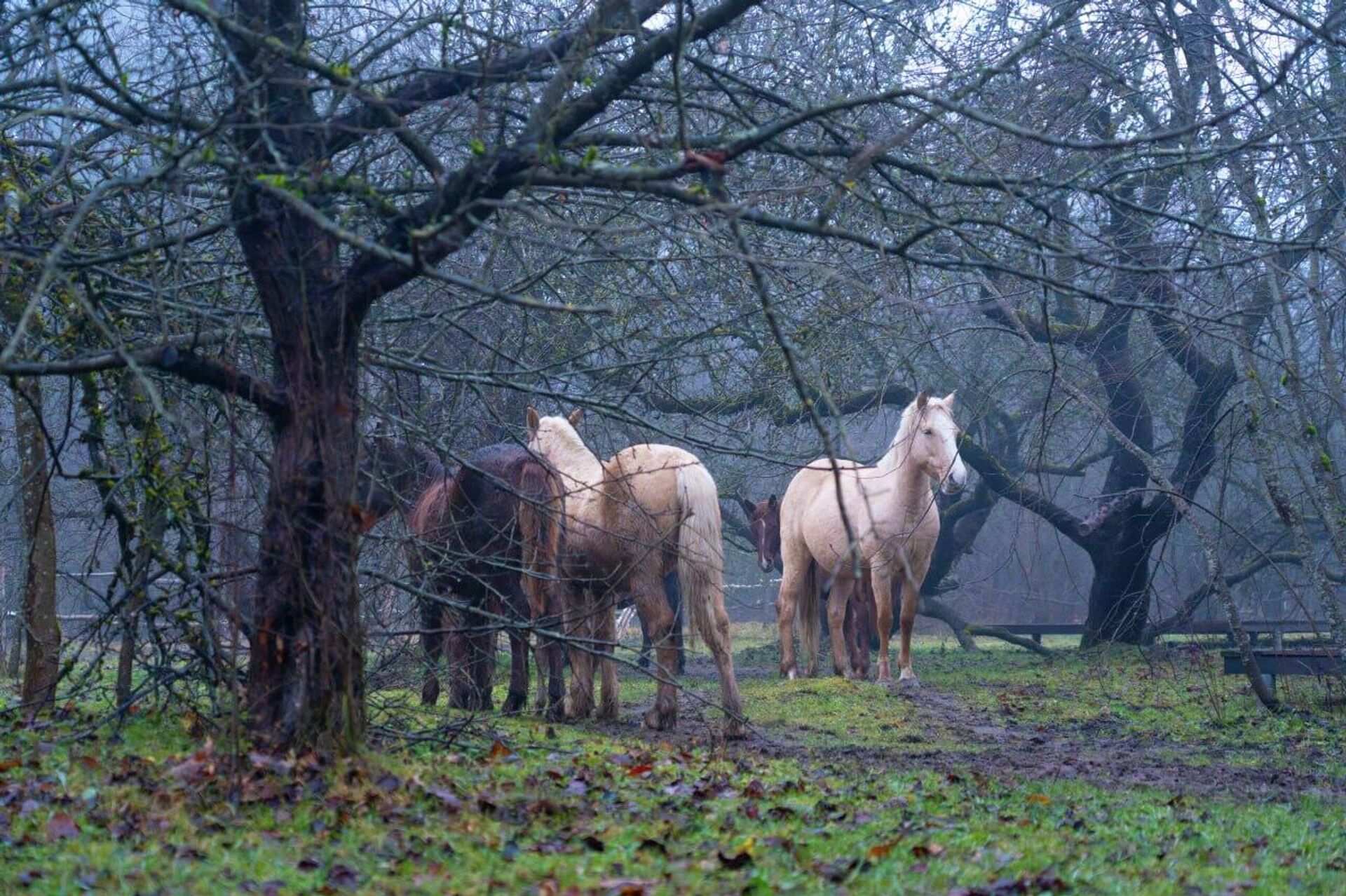 Частный питомник полесских аборигенных лошадей