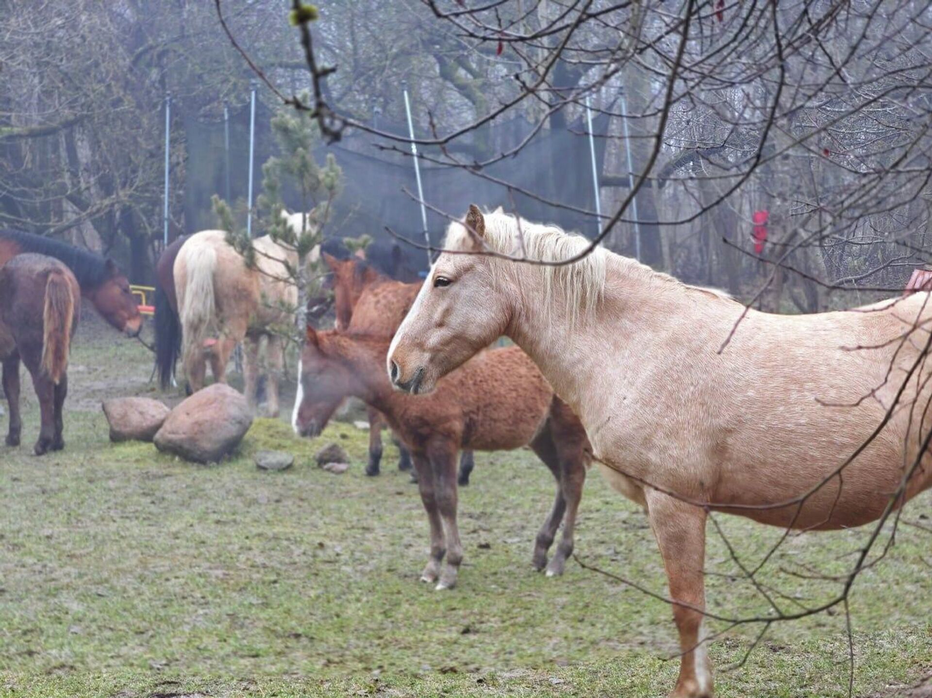 Частный питомник полесских аборигенных лошадей