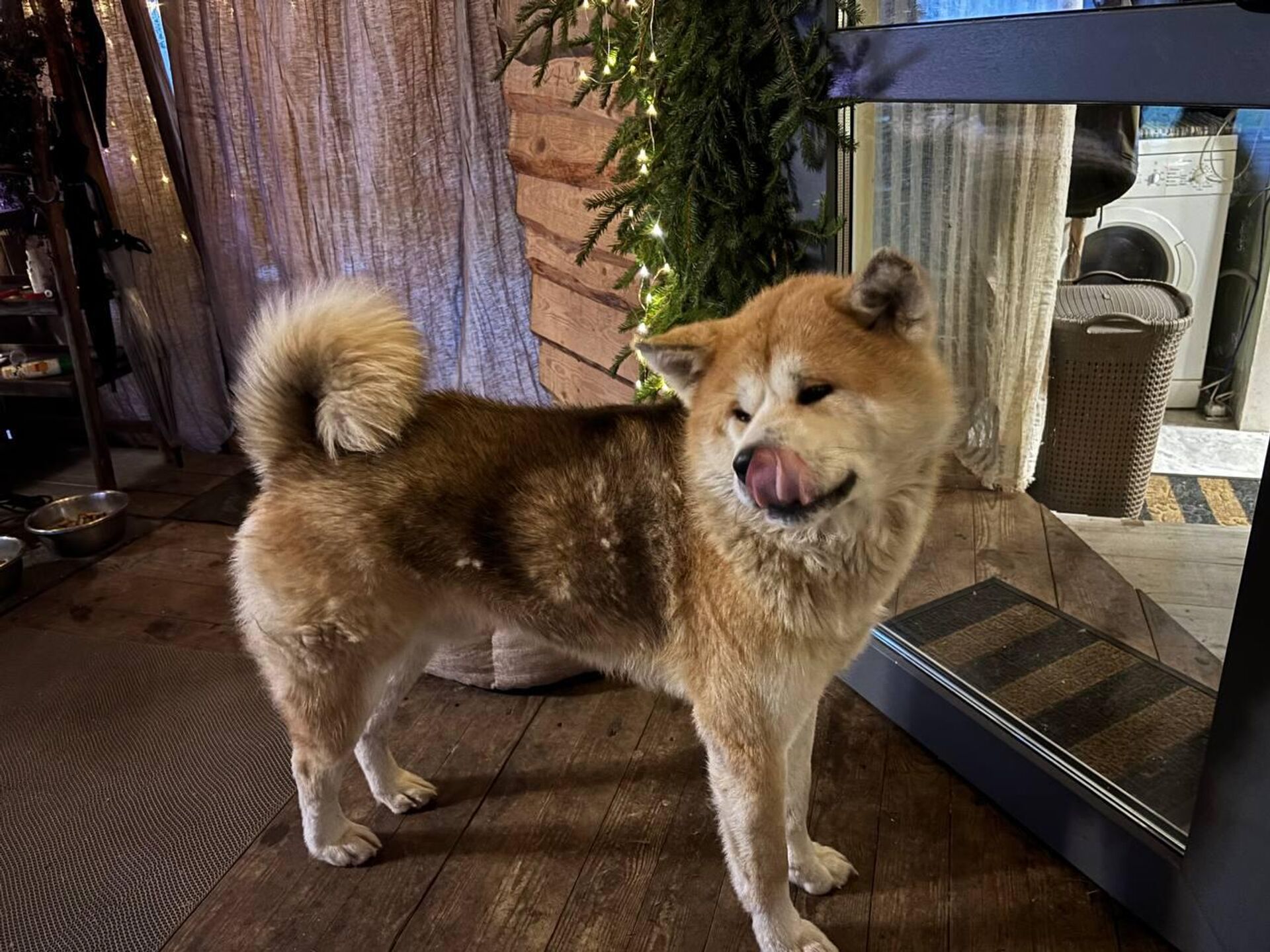 Пес семьи Остроух