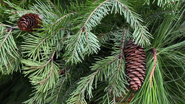 Еловая ветка - Sputnik Беларусь