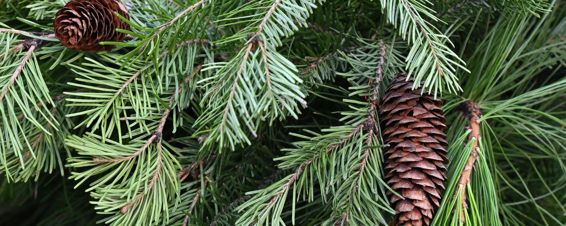 Еловая ветка - Sputnik Беларусь, 1920, 23.12.2025