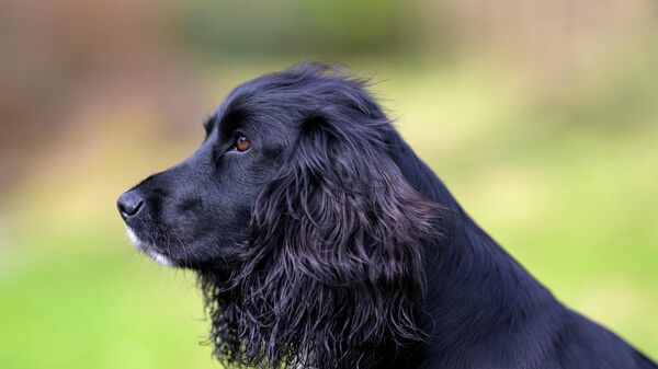 Собака - Sputnik Беларусь