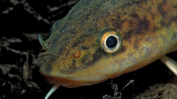 Налим - Sputnik Беларусь